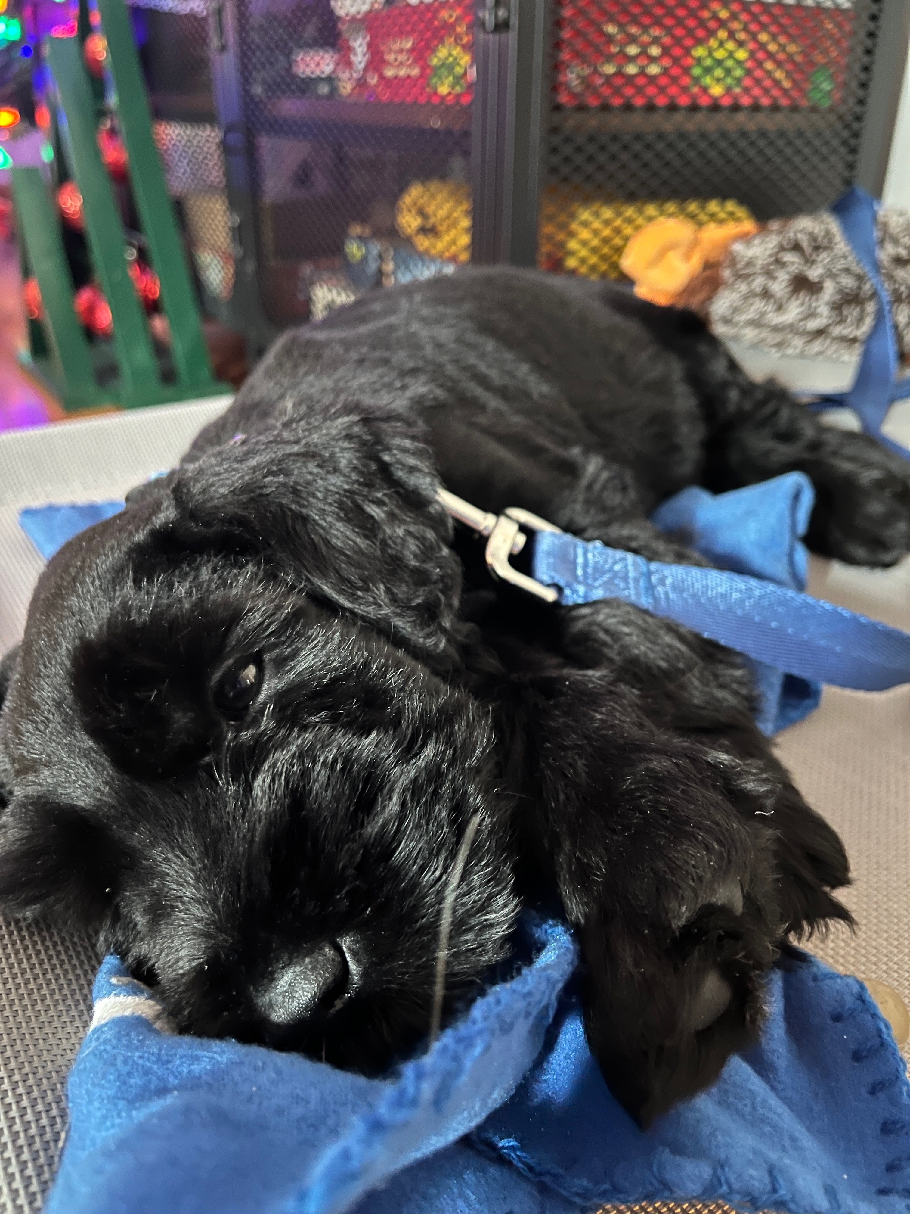 Blu sleeping as a puppy